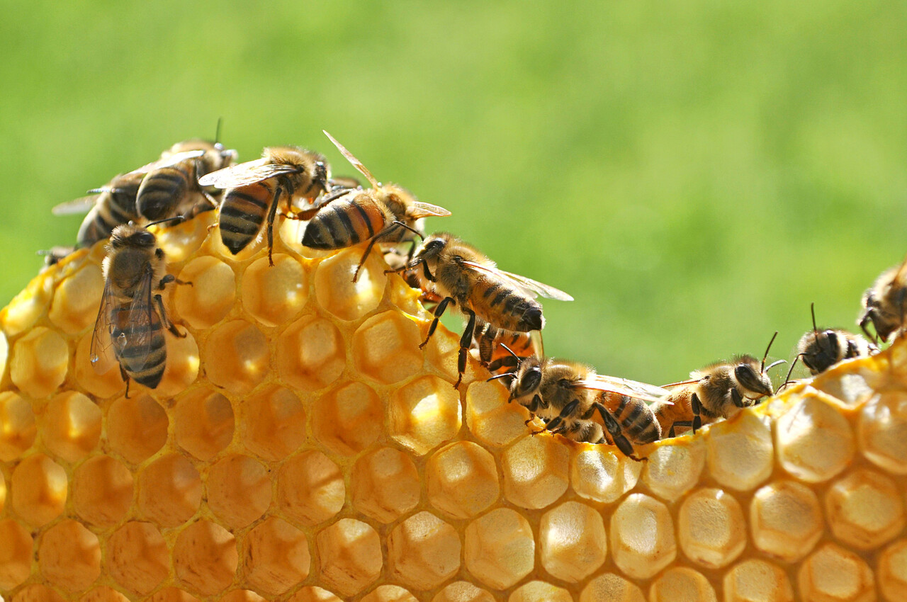 What Honeybees Have Taught Me About Dispute Resolution